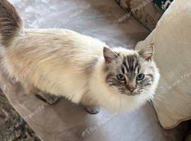 Ragdoll cross