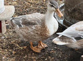 Miniature Silver Appleyard ducks