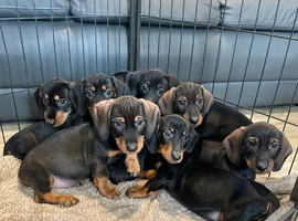 Dachshund Puppies Last Boys Ready Now