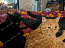Two cats need a good home.