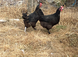 Breeding Group Hybrid Marans