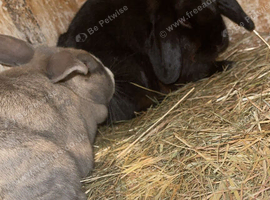 Lovely female lop good pet or breed stock