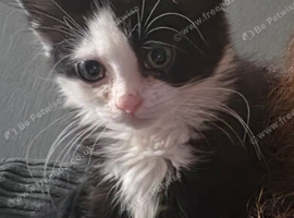 1 female kitten left black and white