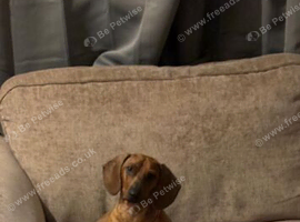 Dachshund for sale !!!!!