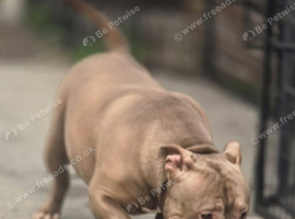 Female pocket bully