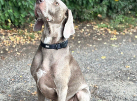 Beautiful Weimaraner boy