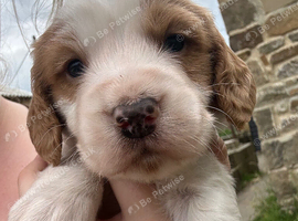 3/4 cocker 1/4 springer pups