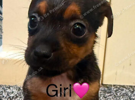 Miniature Jack Russell puppy's