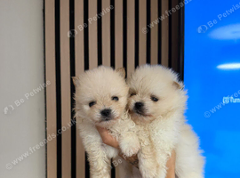 RARE DOLL TEDDY KOREAN PUPPIES