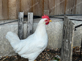 Chicken and rooster
