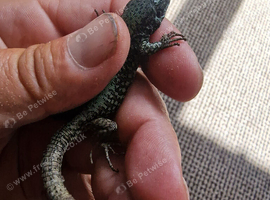 European wall lizard adult pair