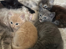Kittens