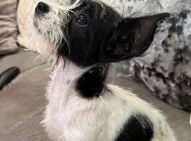 Shih Tzu x chihuahua