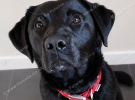 Male Labradore &times; German Shepherd 2 years old
