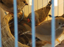 Young zebra finches