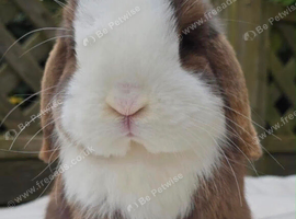 Mini lop