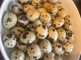 ** JUMBO WHITE QUAIL EGGS FOR SALE **