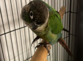 beautiful 18 month old green cheek conure