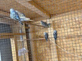 Baby budgies for sale