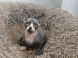 Ready Sphynx Kittens Looking for Their Forever