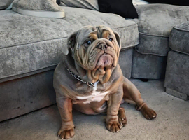 Lilac and tan bulldog stud