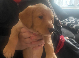 Red Collie cocker puppy for sale