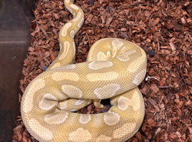 20x royal pythons different morphs