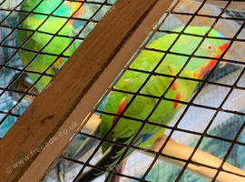 Swift parrot pair
