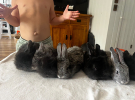 Beautiful mini lion lop bunnies