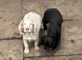 2 5 month old cockers