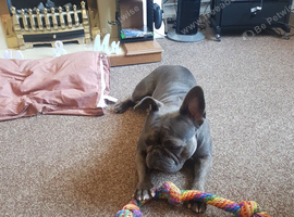 Frenchie