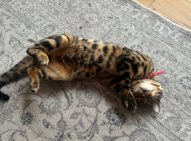 Male bengal