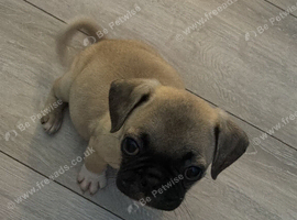 Buddy