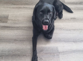 3 beautiful labrador puppies for sale