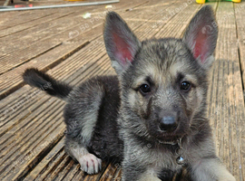 Black,Sable and white german sheherd pups