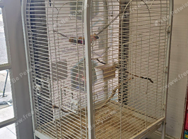 Birds Cage
