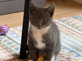 BEAUTIFUL GREY KITTEN