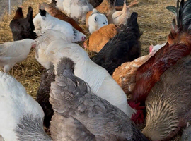 Sexed POL chickens 16-19 weeks old
