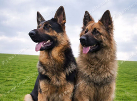Long haired German shepherd