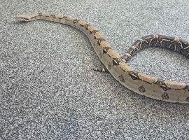 4 yr old male boa for sale