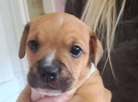 2 beautiful boys staffy x chihuahua jack left looking for forever homes