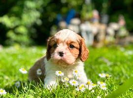 KC. Cavalier King Charles Spaniel from impeccable Champion Show Lines