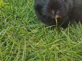 Female smooth coat american
