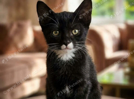 Beautiful cat ️
