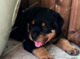 4 chunky Rottweiler pups