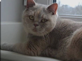 Lilac British shorthaired girl