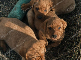 Kc Registered Labrador Retriever puppies