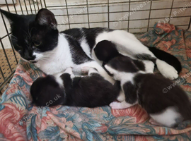 Britsh  kittens
