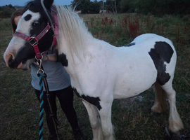 3 year old filly