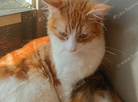 Male cats available